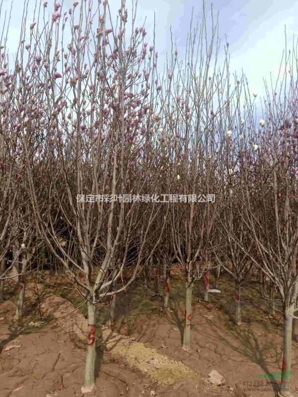 玉蘭 白玉蘭 紅玉蘭 河北玉蘭 玉蘭基地 玉蘭價格大花玉蘭