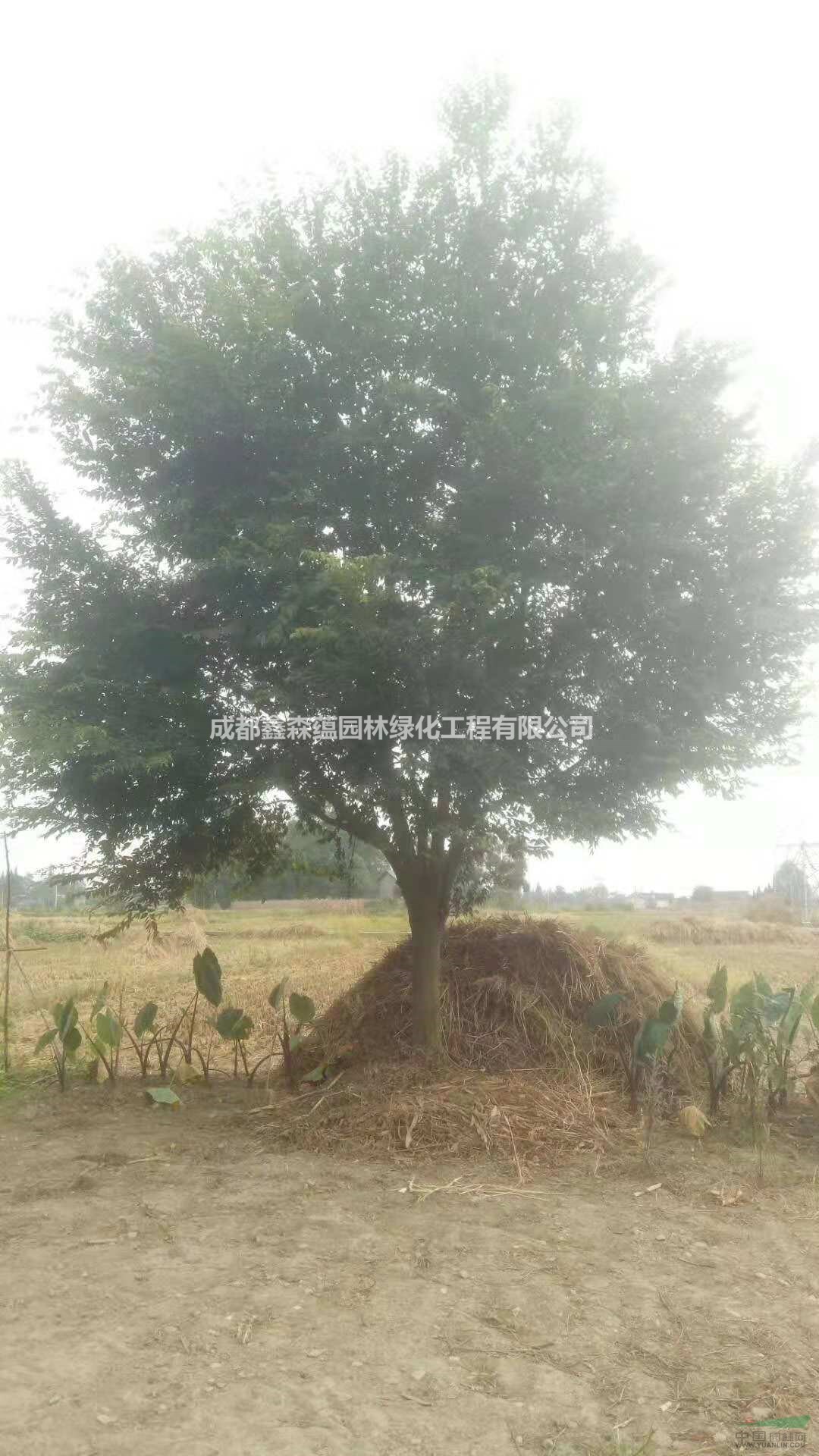 樸樹幼苗基地 出售樸樹 叢生樸樹工程苗 批發(fā)樸樹 樸樹基地