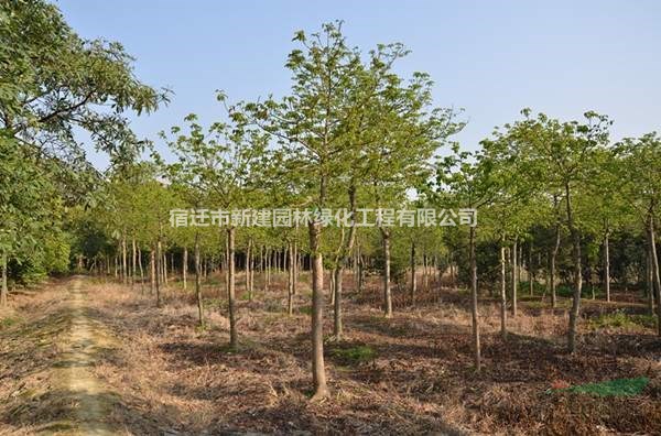 重陽木價格_重陽木圖片_重陽木產(chǎn)地_重陽木綠化苗木苗圃基地