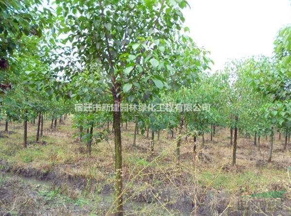 重陽木價格_重陽木圖片_重陽木產(chǎn)地_重陽木綠化苗木苗圃基地
