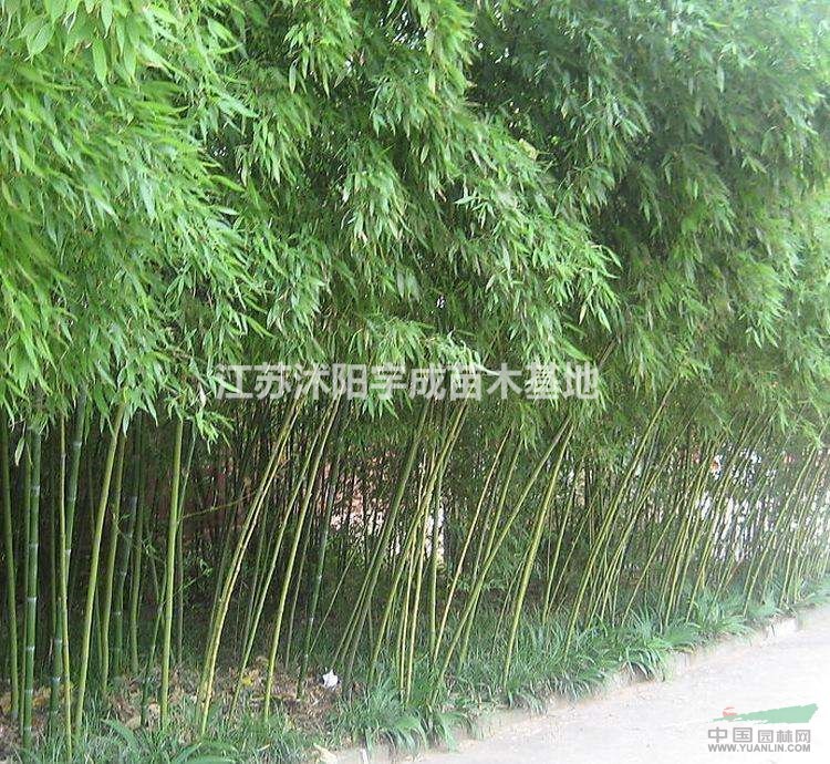 苏北竹子基地销售竹子1 ~8公分，品种齐全