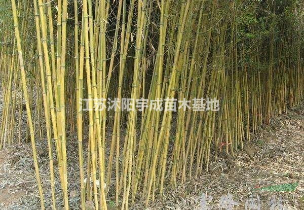 苏北竹子基地销售竹子1 ~8公分，品种齐全