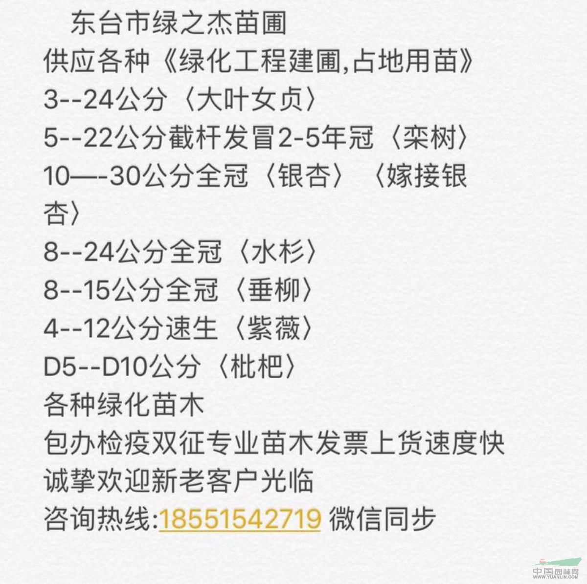 米經(jīng)5公分一級高桿女貞 大葉女貞