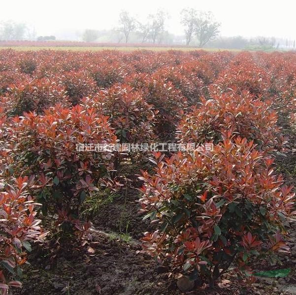 供應(yīng)：桂花.金銀木、丁香、木槿、紅瑞木、繡線菊、桅子花