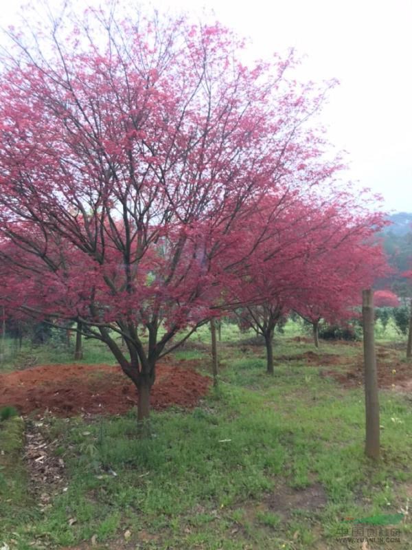 原生日本紅楓