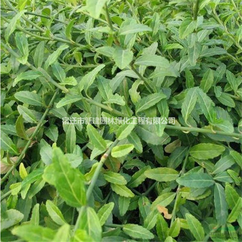 江蘇[產(chǎn)品]/江蘇爬行衛(wèi)矛價(jià)格/報(bào)價(jià)