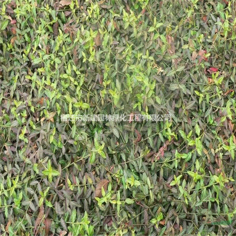 江蘇[產(chǎn)品]/江蘇爬行衛(wèi)矛價(jià)格/報(bào)價(jià)