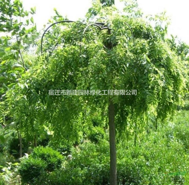 批發(fā)龍爪槐，龍爪槐基地，垂槐，垂槐產(chǎn)地，嫁接國槐樹