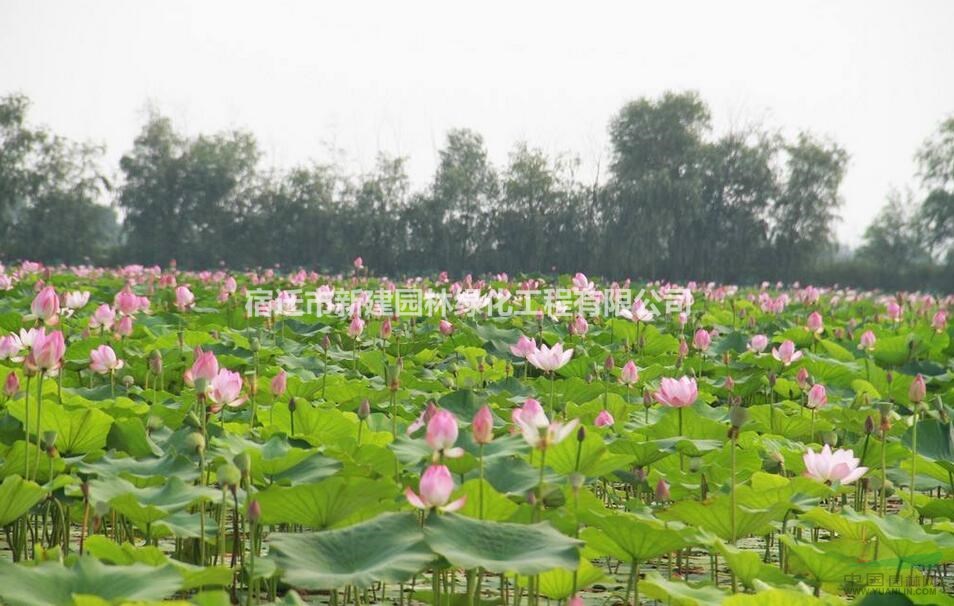 大小規(guī)格荷花基地