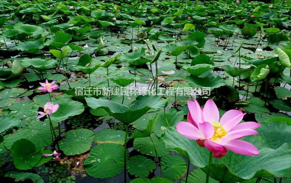大小規(guī)格荷花基地