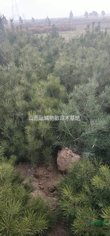 山西省運(yùn)城市絳縣白皮松供應(yīng)大小規(guī)格低價(jià)出售