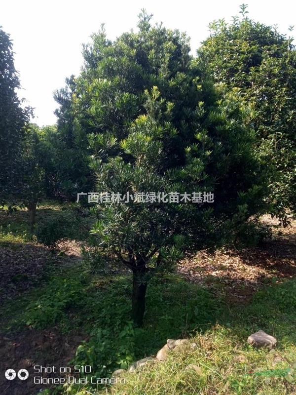 廣西桂林供應：羅漢松