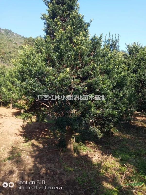 廣西桂林供應：羅漢松