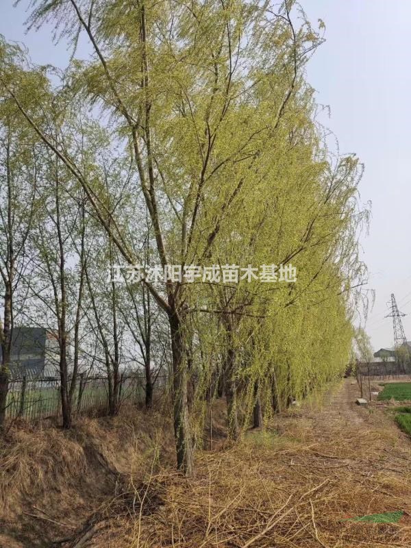 蘇北地區(qū)垂柳批發(fā)優(yōu)質(zhì)垂柳價(jià)格怎么樣2到30公分垂柳價(jià)格便