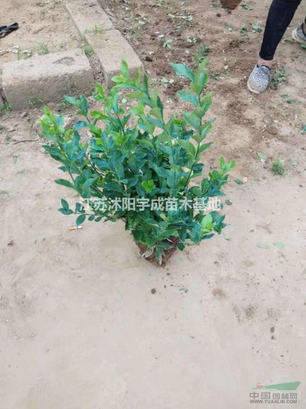 優(yōu)質(zhì)衛(wèi)矛苗 衛(wèi)矛球40-80高，價(jià)格低