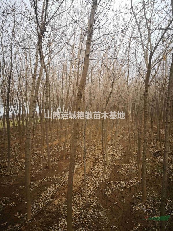 山西省運(yùn)城市絳縣艷敏苗圃供應(yīng)大小五角楓