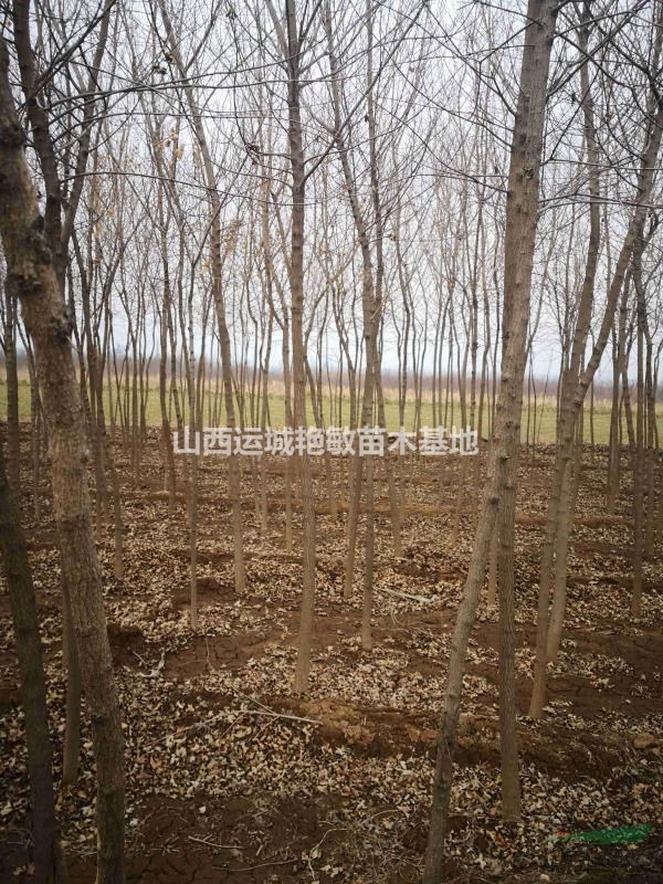 山西省運(yùn)城市絳縣艷敏苗圃供應(yīng)大小五角楓