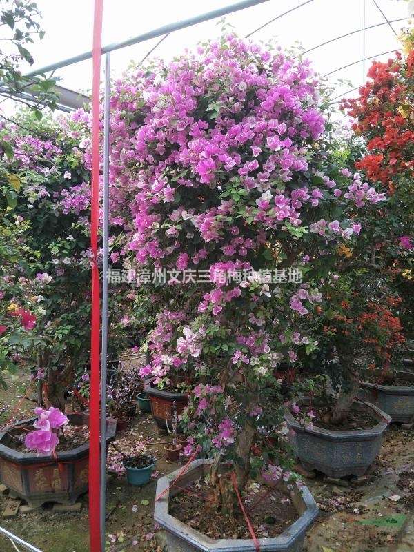 多色三角梅樁景