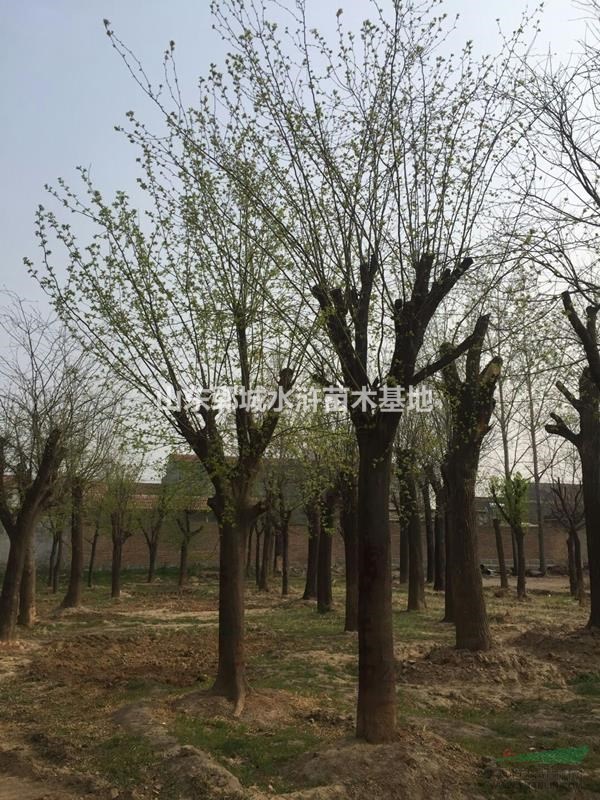 國槐樹基地出售25公分國槐樹