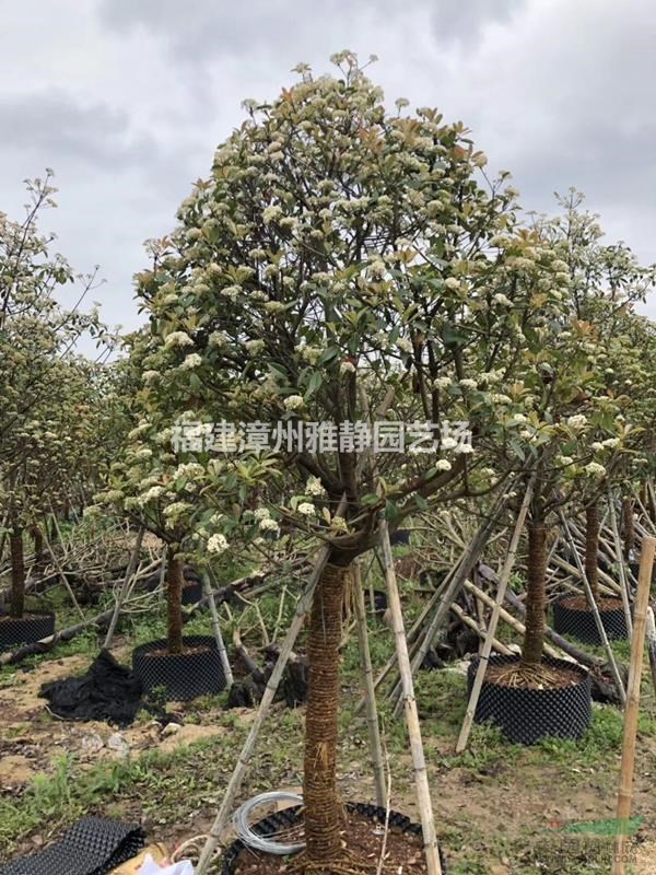 福建高杆红叶石楠