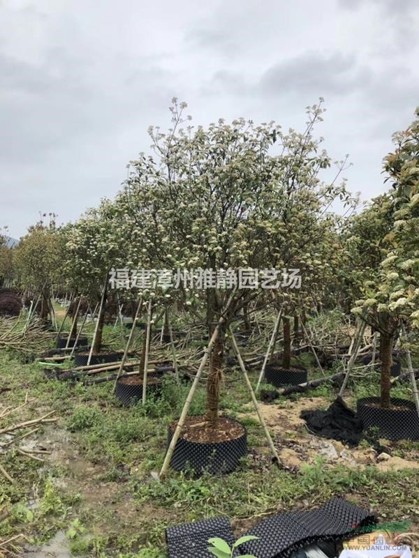 福建高杆红叶石楠