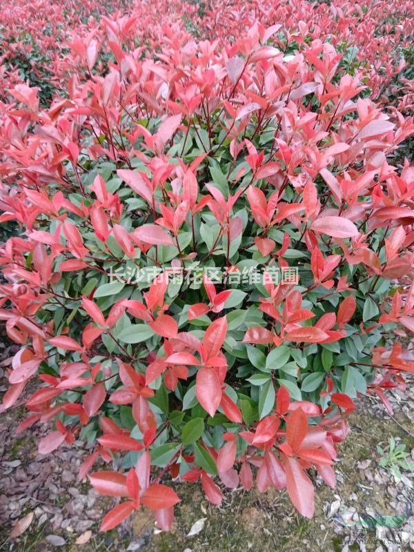 紅葉石楠球冠幅80/100/120cm紅葉石楠樹