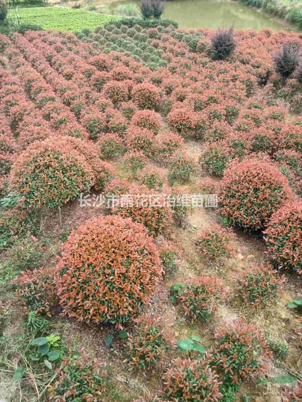 紅葉石楠球冠幅80/100/120cm紅葉石楠樹