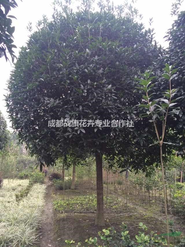 桂花12公分1500，好樹形桂花價格，桂花基地，桂花報價
