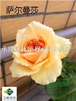 花中皇后  月季  成都基地直銷