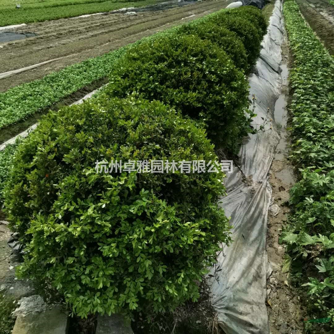 小葉黃楊球(蕭山毛球,蕭山小苗.杯苗.工程用苗配送)