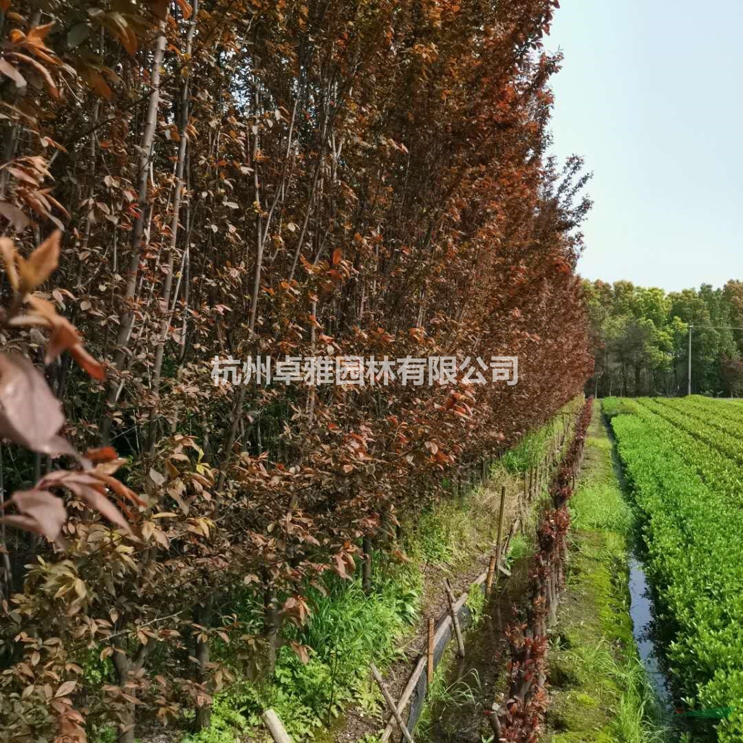 紅葉李(蕭山毛球,蕭山小苗.杯苗.工程用苗配送)