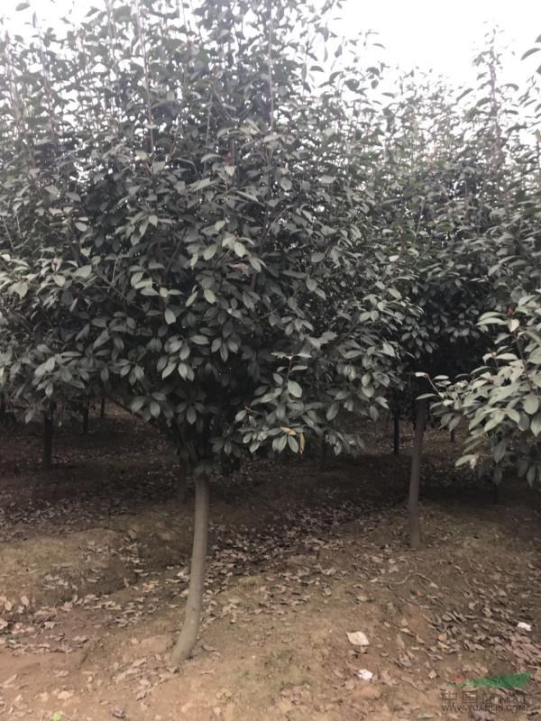 南陽供應大量地徑5-15公分紅葉石楠