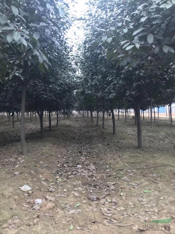 南陽供應大量地徑5-15公分紅葉石楠