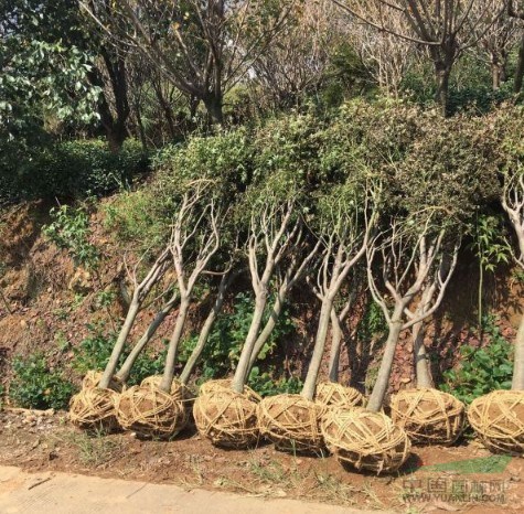 江蘇美國紅楓米徑3cm地徑4cm每株120元