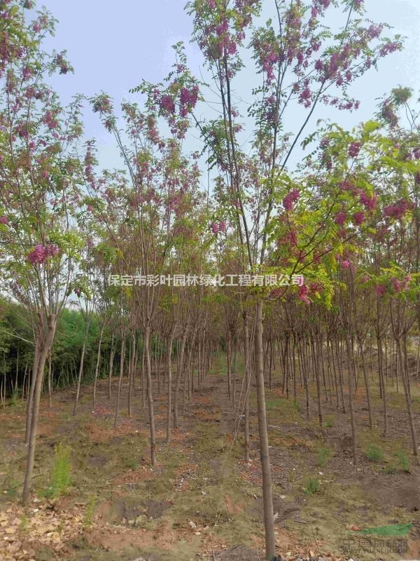 河北香花槐 香花槐價(jià)格 香花槐圖片 香花槐小苗 嫁接香花槐