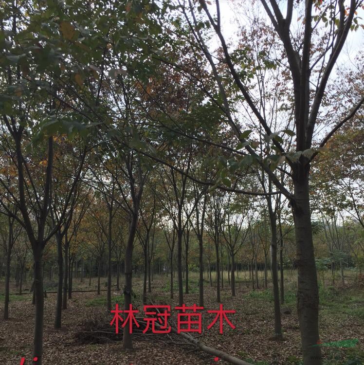 14-18櫸樹