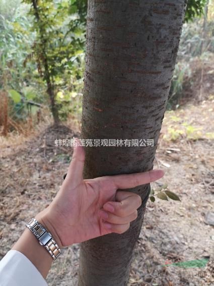 5-8公分榉树，5000棵