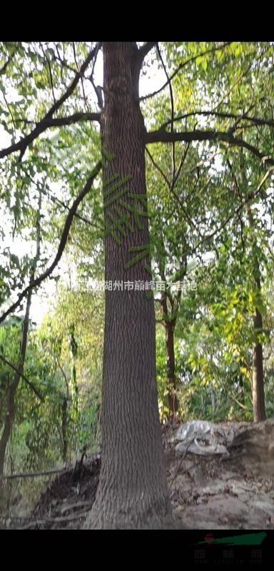 香樟12 13 15 16 18公分 原生苗