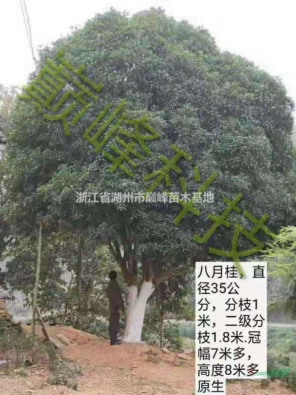 金桂p，丹桂p，八月桂p