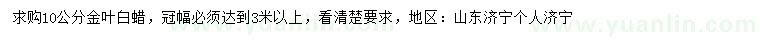 求購10公分金葉白蠟,