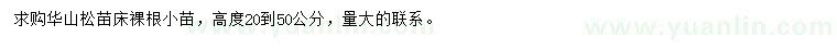 求購高20-50公分華山松苗