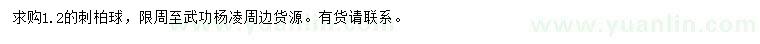 求購1.2米刺柏球