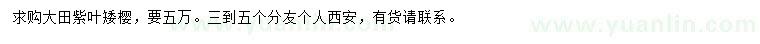 求購(gòu)紫葉矮櫻