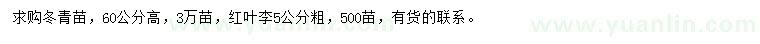求購高60公分冬青苗、5公分紅葉李