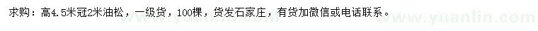 求購高4.5米油松
