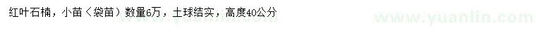 求購高40公分紅葉石楠