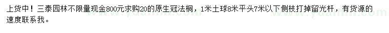 求購法桐