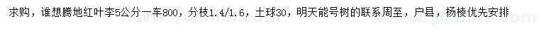 求購(gòu)5公分紅葉李