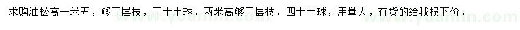 求購高1.5米油松