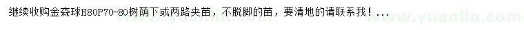 求購高80公分金森球
